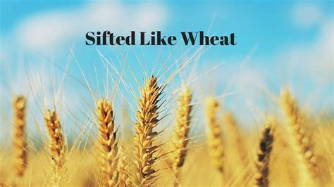sift you like wheat meaning